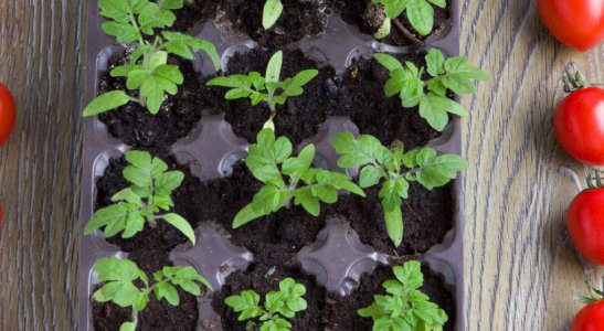 Economize nas compras