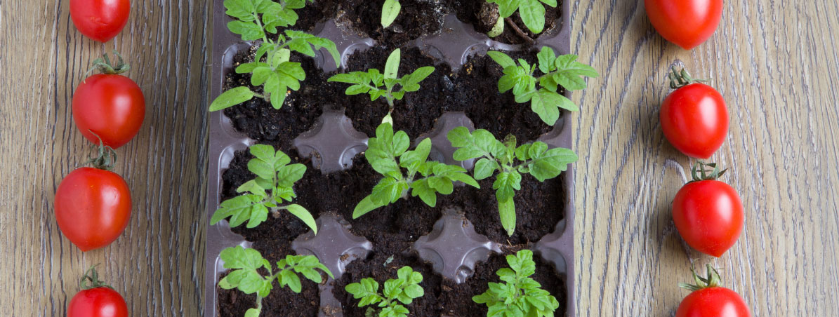 Banner - Economize nas compras, fazendo uma horta em casa.