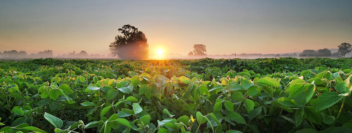 Banner - 70 mil famílias unidas pelo cooperativismo