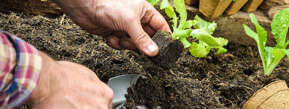 Banner - Como criar uma horta comunitária?