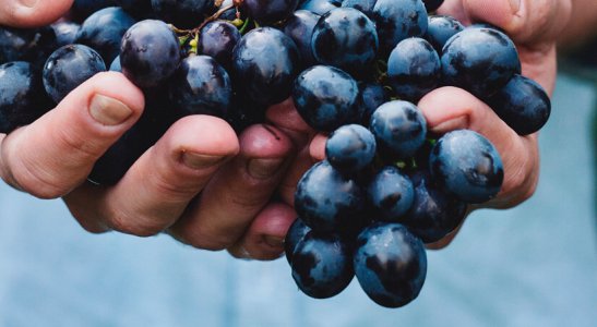 Ideia de Viagem: que tal visitar uma cooperativa