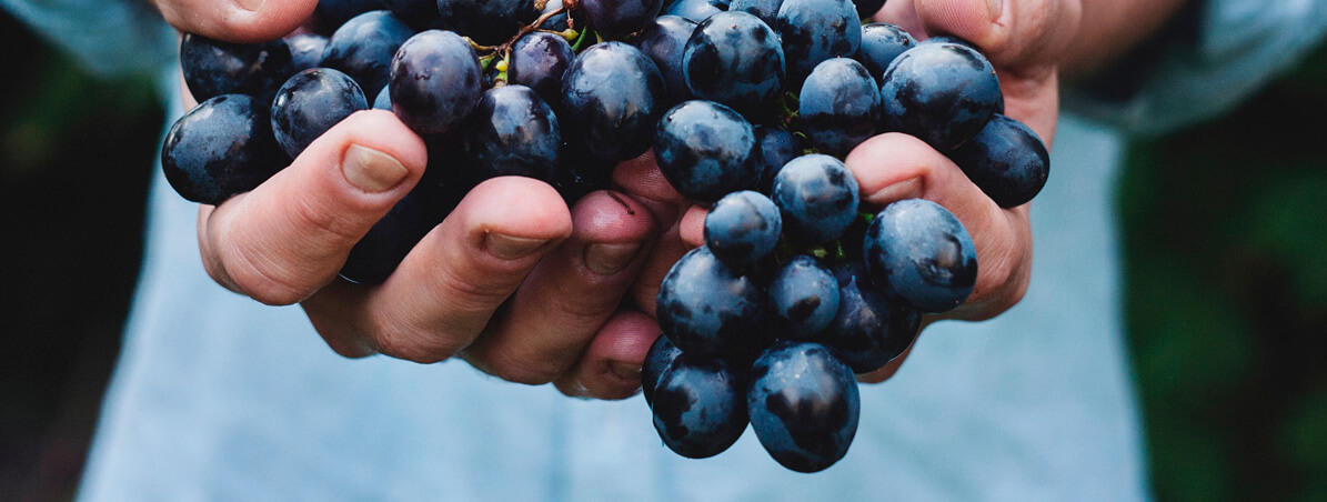 Banner - Ideia de Viagem: que tal visitar uma cooperativa?