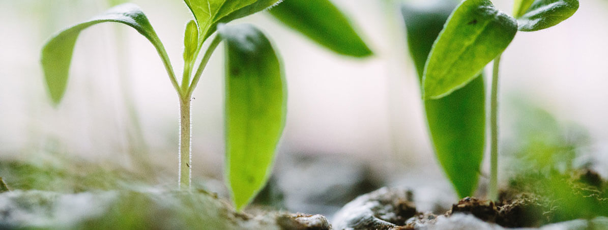 Banner - As Cooperativas de Consumo e o consumo consciente