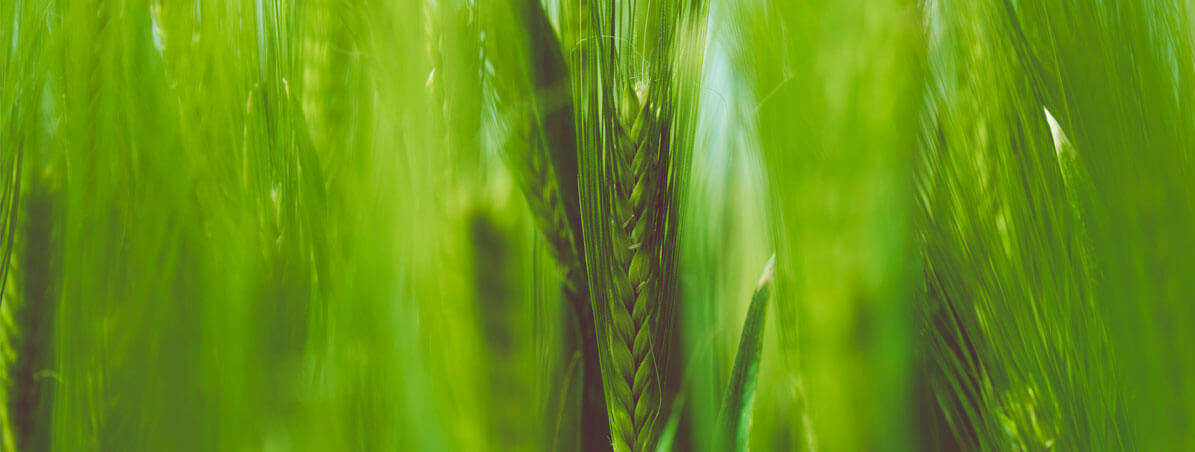 Banner - LCA: você precisa conhecer essa opção de investimento