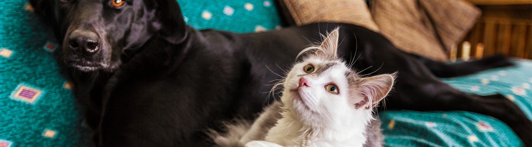 Banner - Como administrar os gastos com seu pet