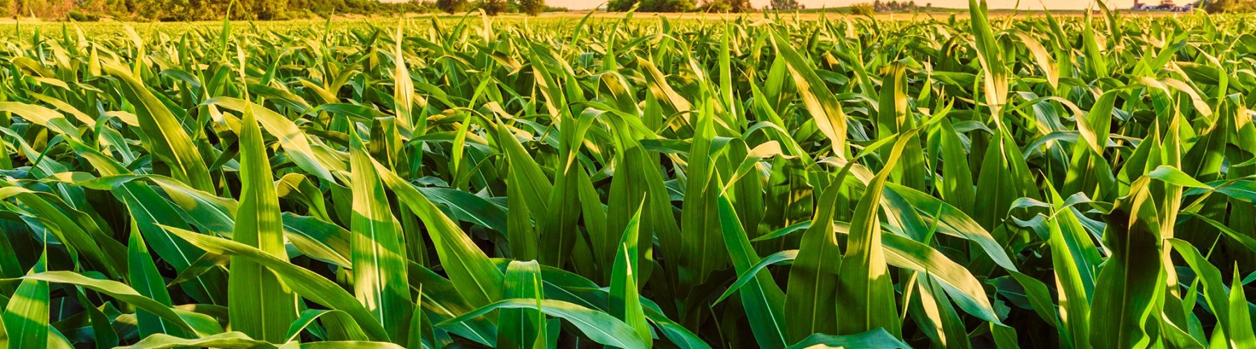 Banner - Crédito rural cooperativo