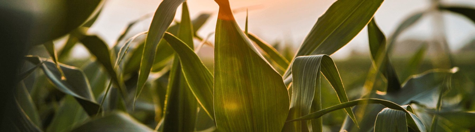 Banner - Plano Safra e seus impactos no agronegócio