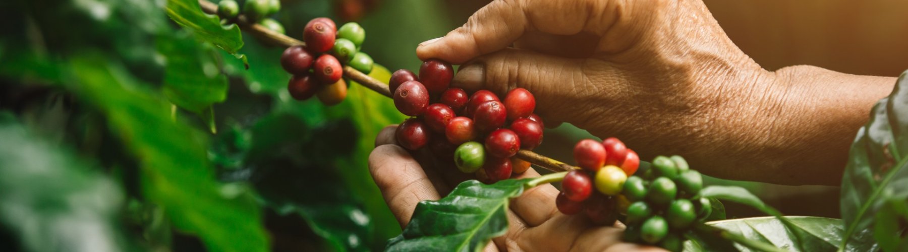 Banner - O cooperativismo transforma vidas