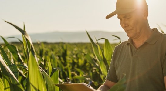 O seguro rural e suas modalidades