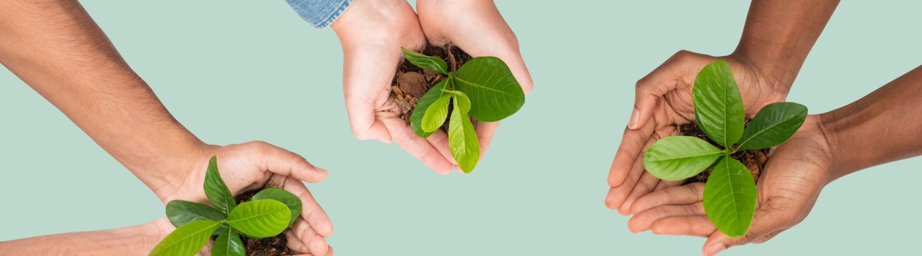 Banner - <strong>Programa Evolua: sustentabilidade social na prática</strong>