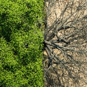 Mudanças Climáticas e Economia: como o clima pode afetar o seu bolso — e o que fazer para evitar?