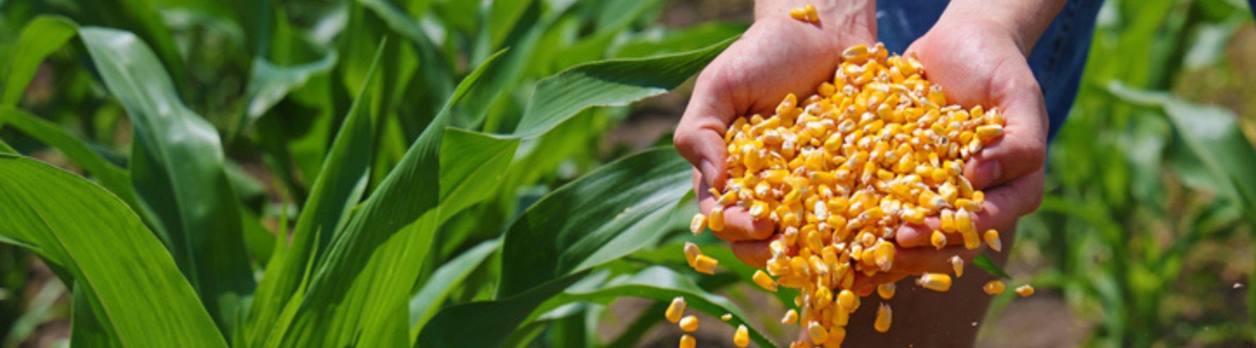 Banner - Plano Safra 2025/2026: o que esperar deste novo ciclo?