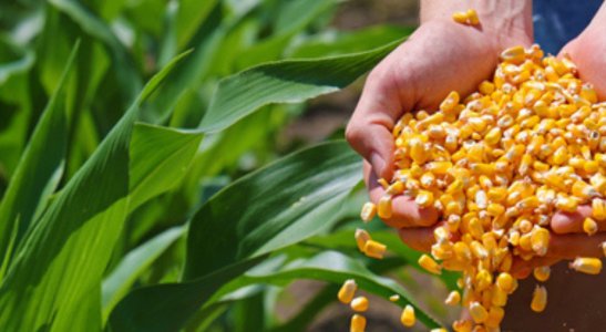 Plano Safra 2025/2026: o que esperar deste novo ciclo?