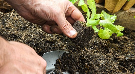 Como criar uma horta comunitária?