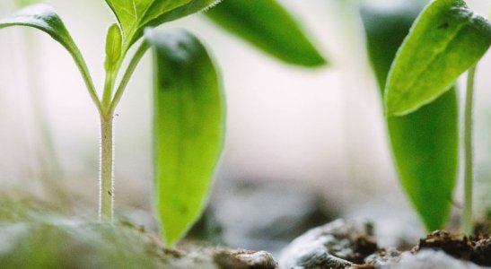 As Cooperativas de Consumo e o consumo consciente