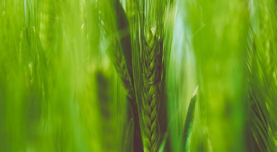 LCA: você precisa conhecer essa opção de investimento