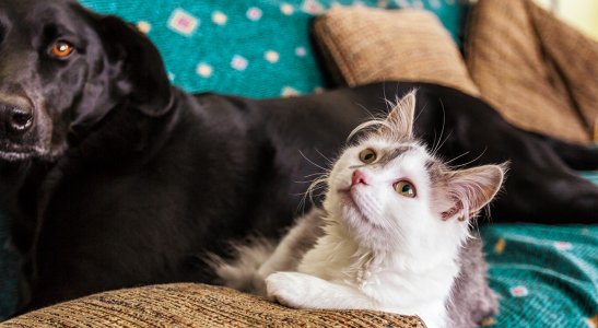 Como administrar os gastos com seu pet