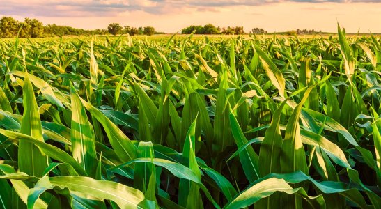 Crédito Rural Cooperativo