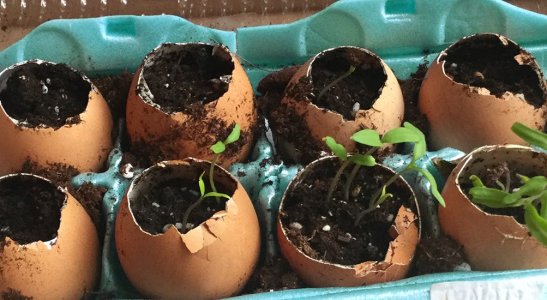 Em vez de jogar fora, reaproveite e economize com estas ideias fáceis e incríveis.