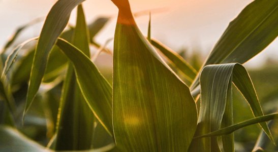 Plano Safra e seus impactos no agronegócio