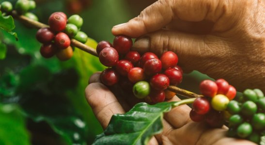 Relatos e depoimentos de pessoas que tiveram suas vidas mudadas pela cooperação.