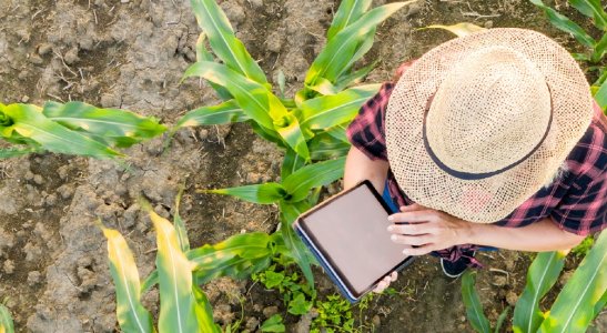 Descubra 5 dicas fundamentais para melhorar a gestão financeira do agronegócio e ter melhores resultados.