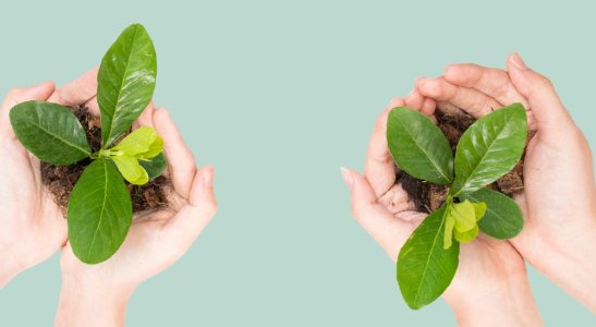 Saiba mais sobre a dimensão social da sustentabilidade, entenda qual a sua relação com os treinamentos corporativos e descubra um bom exemplo dado por uma instituição cooperativista.