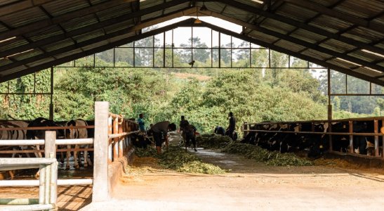 Não é de hoje que as cooperativas incentivam produtores rurais. A novidade é que até junho, os produtos podem aproveitar promoções e outras vantagens extras
