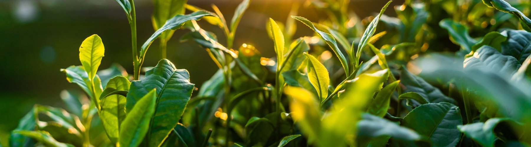 Banner - Imposto de Renda rural: produtor, saiba como declarar